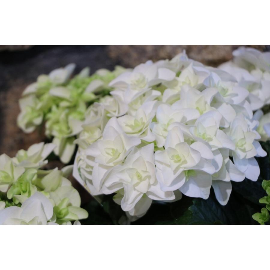 アジサイ ダブルダッチ ゴーダホワイト 5号鉢 ハイドランジア 紫陽花