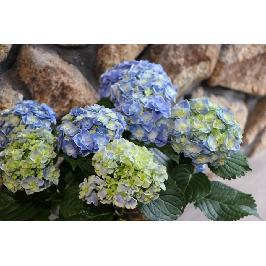 アジサイ 鳳凰 ブルー 5号鉢 ハイドランジア 紫陽花 : グリーン