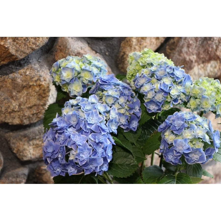 アジサイ 鳳凰 ブルー 5号鉢 ハイドランジア 紫陽花 : グリーンプラザ