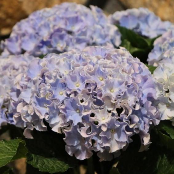 アジサイ サーファー シーサイド ブルー 5号鉢 ハイドランジア 紫陽花