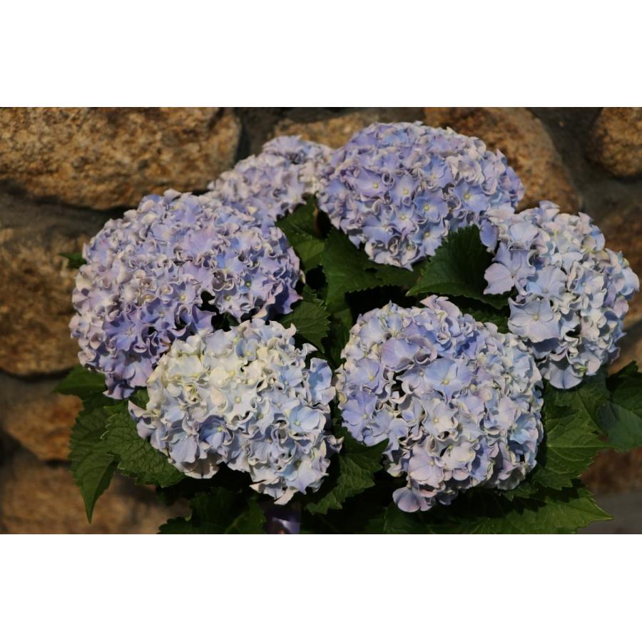 アジサイ サーファー シーサイド ブルー 5号鉢 ハイドランジア 紫陽花