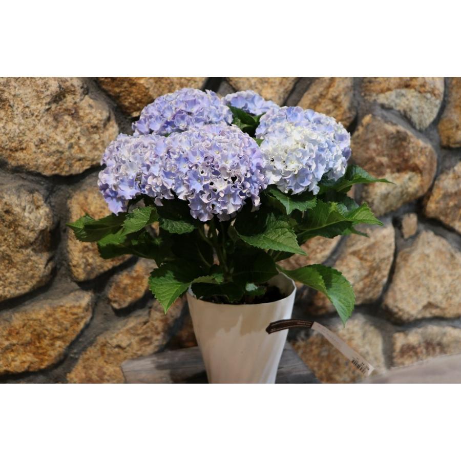 アジサイ サーファー シーサイド ブルー 5号鉢 ハイドランジア 紫陽花