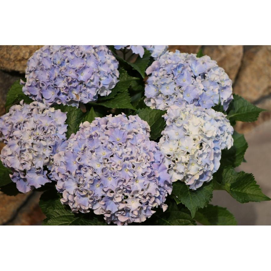 アジサイ サーファー シーサイド ブルー 5号鉢 ハイドランジア 紫陽花
