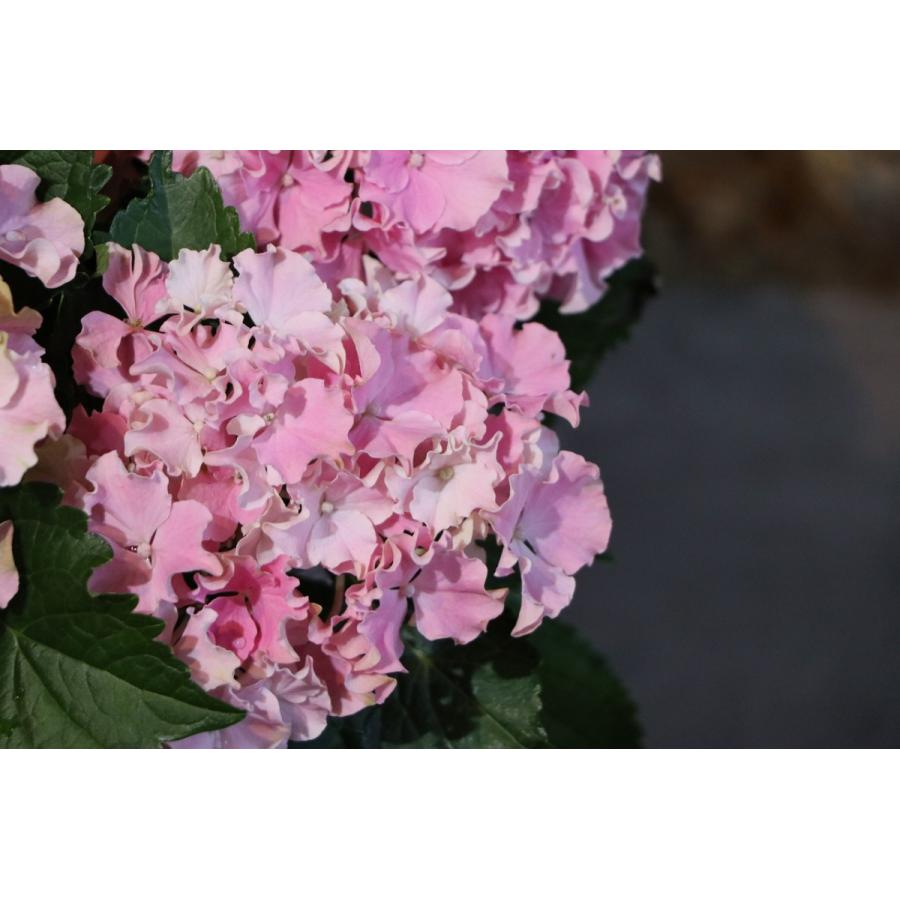 アジサイ サーファー シーサイド ピンク 5号鉢 ハイドランジア 紫陽花