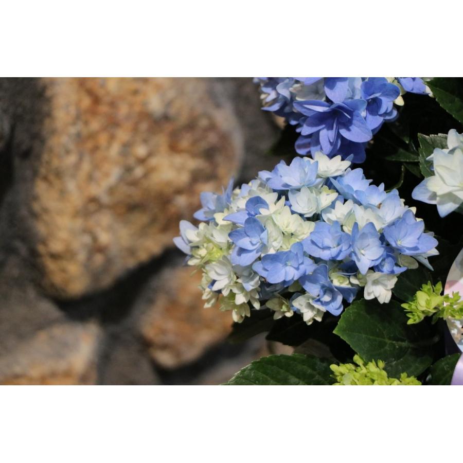 アジサイ 星あつめ ブルー 5号鉢 ハイドランジア 紫陽花 : グリーン