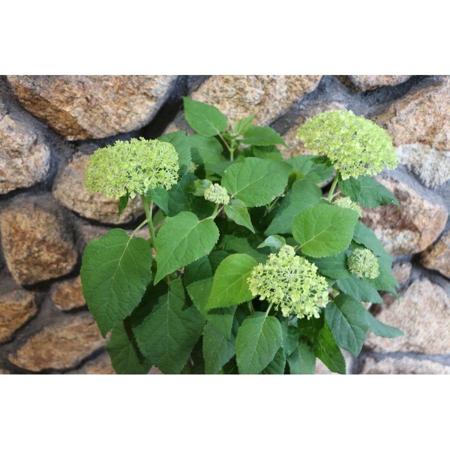 アメリカアジサイ アナベル ホワイト 5号鉢 アジサイ | 