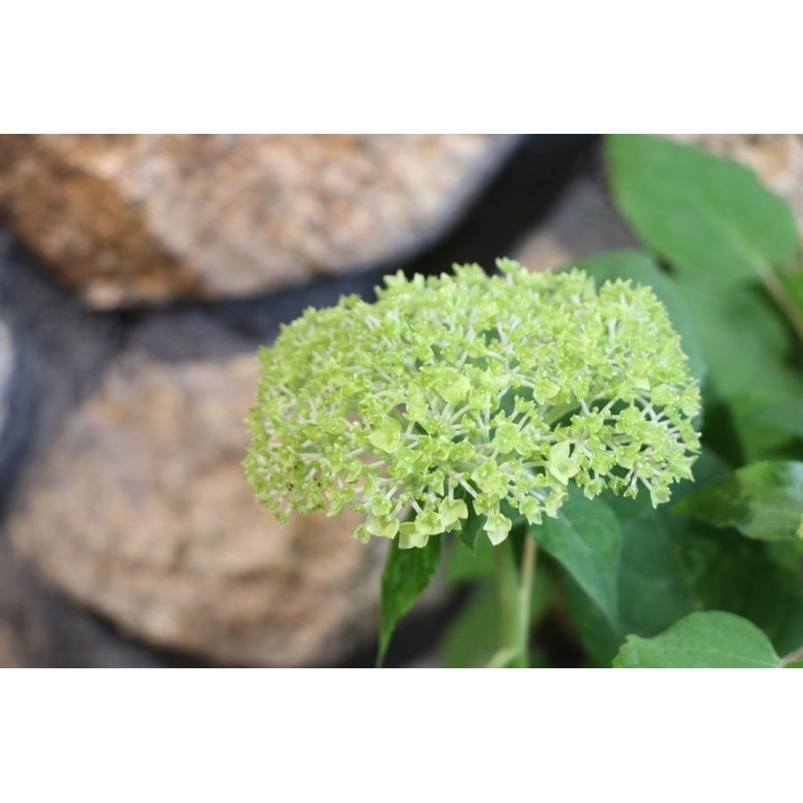 アメリカアジサイ アナベル ホワイト 5号鉢 アジサイ |  | 02