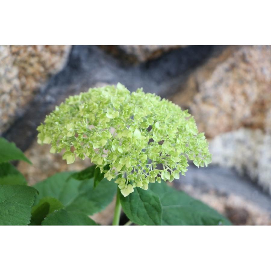 アメリカアジサイ アナベル ホワイト 5号鉢 アジサイ |  | 03