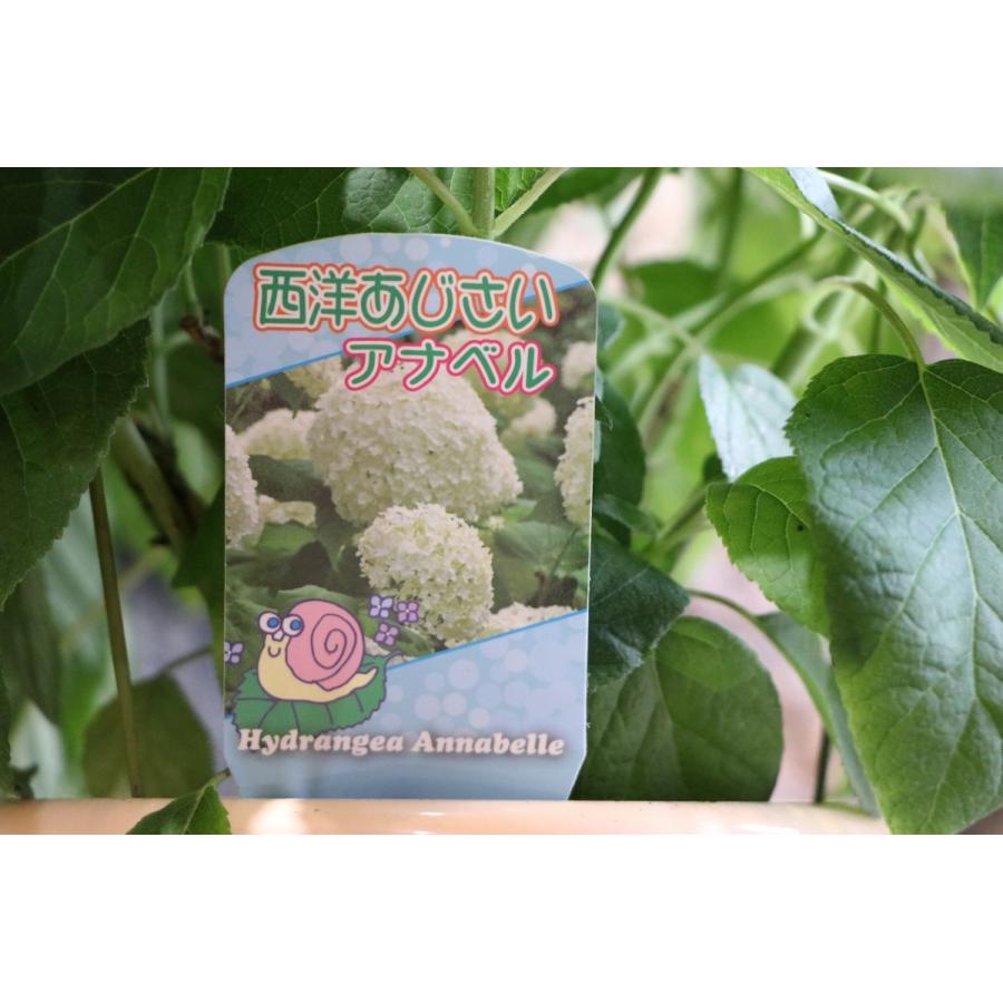 アメリカアジサイ アナベル ホワイト 5号鉢 アジサイ |  | 06