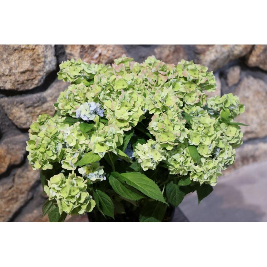 限定価格セール アジサイ 紫陽花 スミダハナビ 墨田の花火 八重咲き 四季咲性 植木 庭木 苗木 Pringlesjobs Be