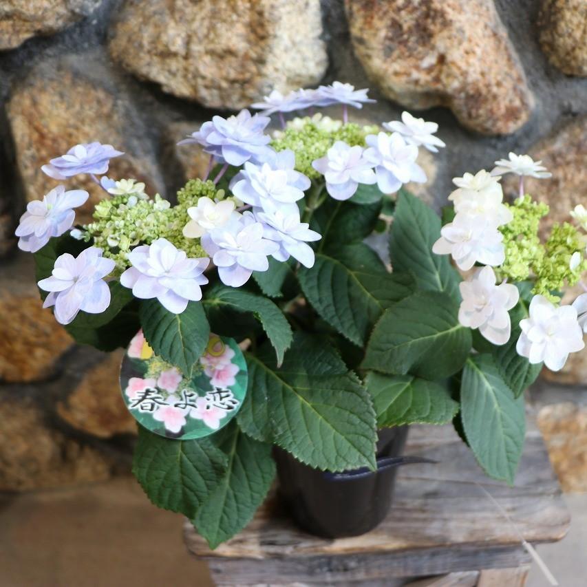 アジサイ 春よ恋 ブルー 4号鉢 ハイドランジア 紫陽花 鉢花 寄せ植え