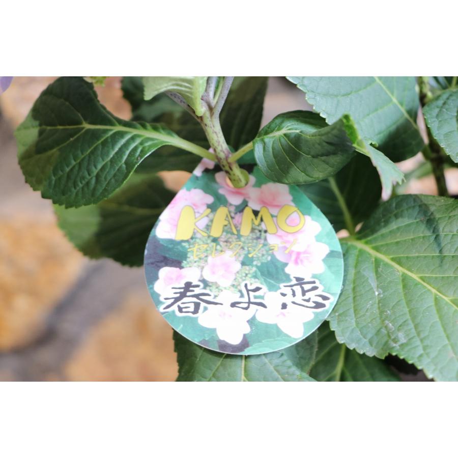 アジサイ 春よ恋 ブルー 4号鉢 ハイドランジア 紫陽花 鉢花 寄せ植え