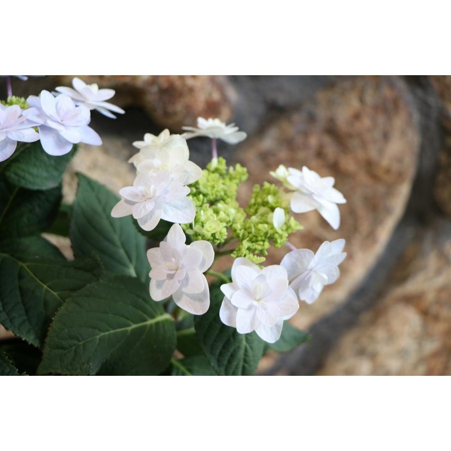 アジサイ 春よ恋 ブルー 4号鉢 ハイドランジア 紫陽花 鉢花 寄せ植え
