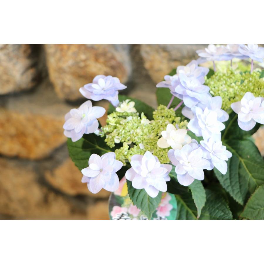 アジサイ 春よ恋 ブルー 4号鉢 ハイドランジア 紫陽花 鉢花 寄せ植え