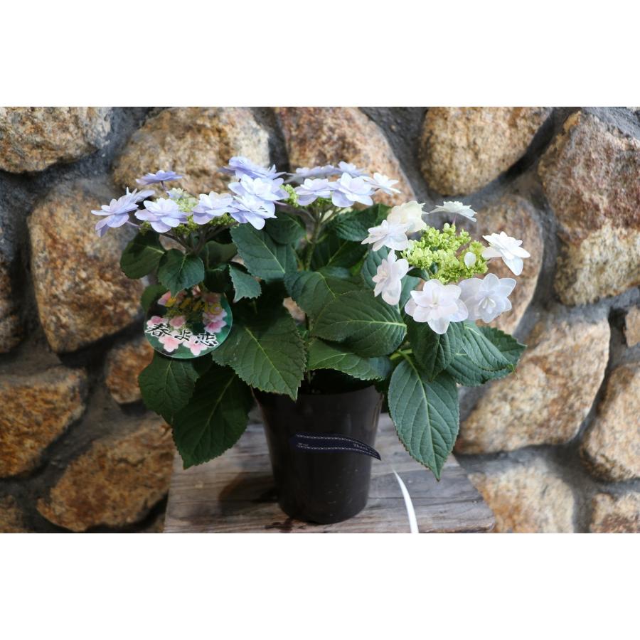 アジサイ 春よ恋 ブルー 4号鉢 ハイドランジア 紫陽花 鉢花 寄せ植え
