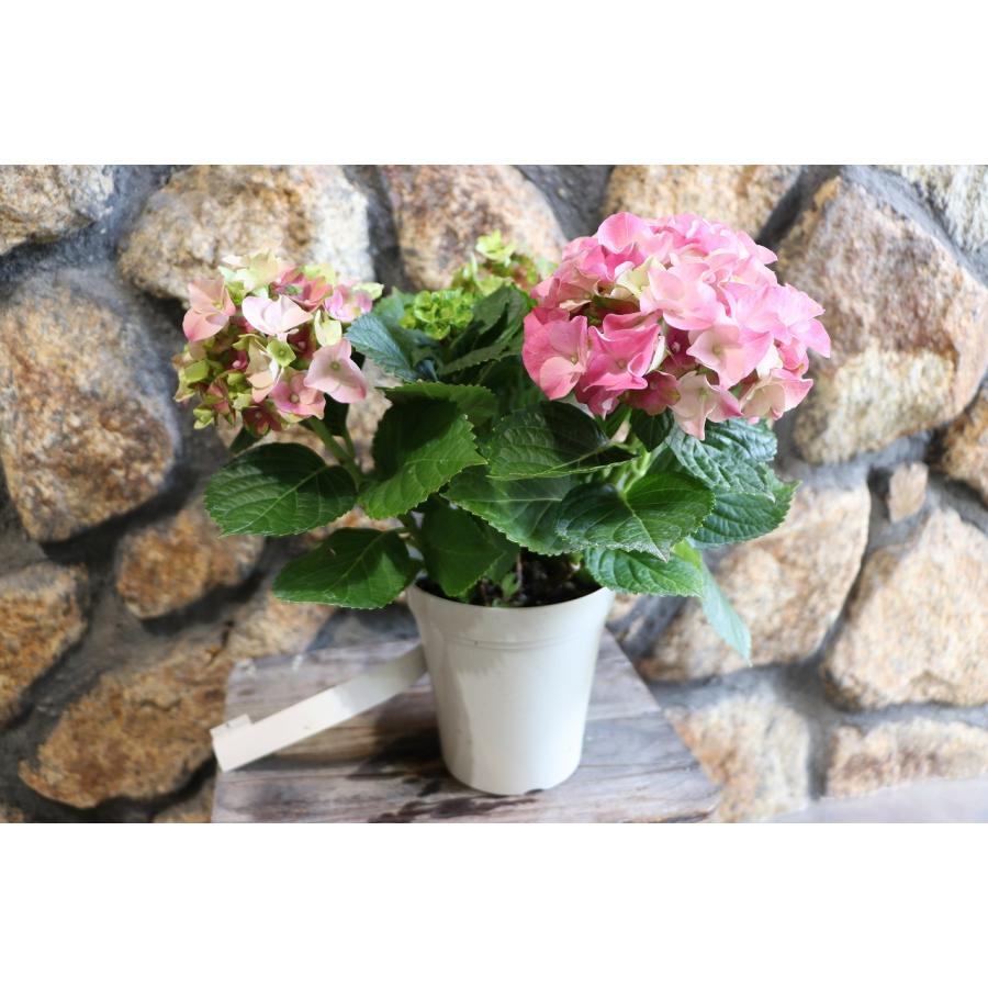 アジサイ レディマタハリ ピンク 4号鉢 ハイドランジア 紫陽花 鉢花