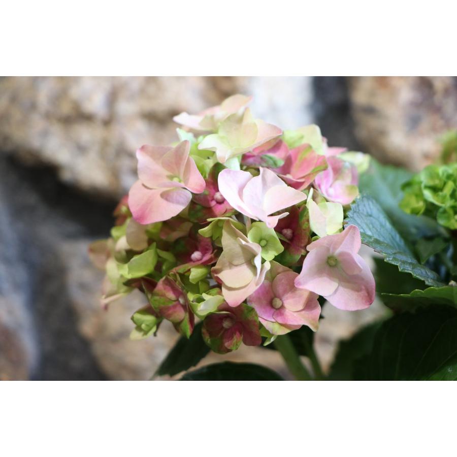 アジサイ レディマタハリ ピンク 4号鉢 ハイドランジア 紫陽花 鉢花