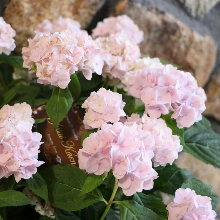 山アジサイ 伊予獅子てまり ピンク 5号鉢 ハイドランジア 紫陽花 鉢花