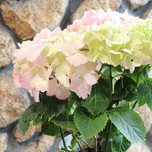 アジサイ ミセスクミコ ピンク 5号鉢 ハイドランジア 紫陽花 鉢花
