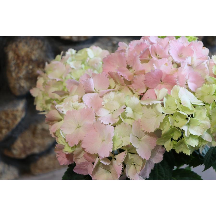 アジサイ ミセスクミコ ピンク 5号鉢 ハイドランジア 紫陽花 鉢花