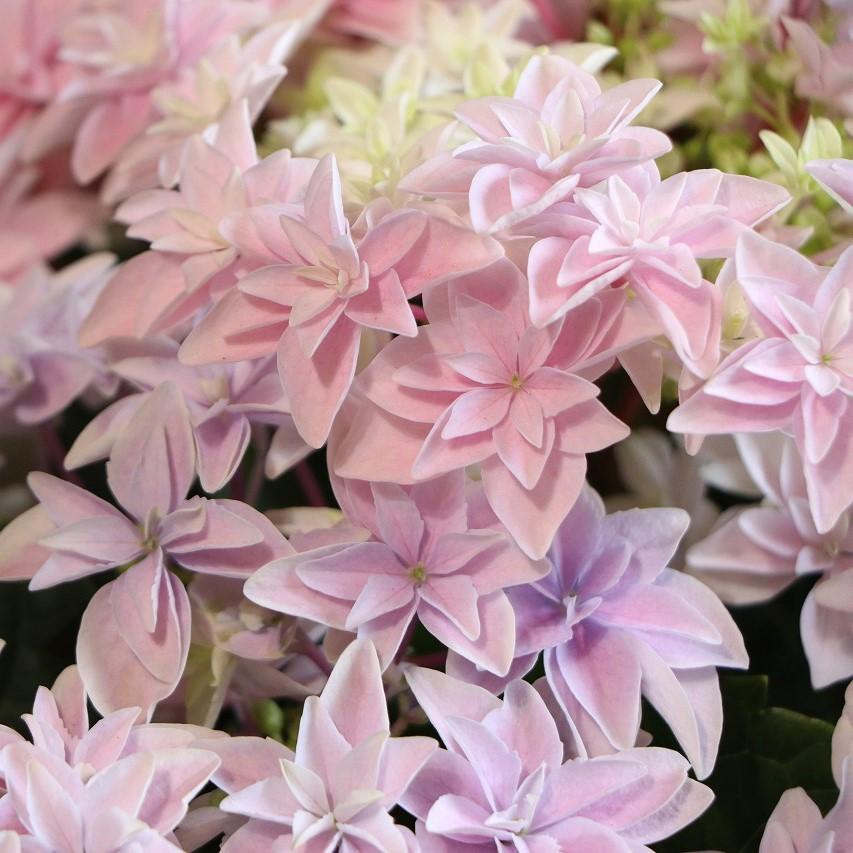 アジサイ ダブルダッチ エダム ピンク 5号鉢 ハイドランジア 紫陽花 鉢