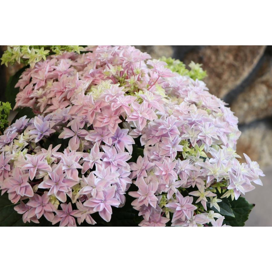 アジサイ ダブルダッチ エダム ピンク 5号鉢 ハイドランジア 紫陽花 鉢