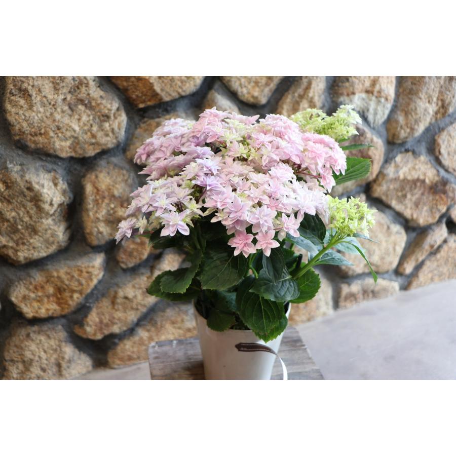 アジサイ ダブルダッチ エダム ピンク 5号鉢 ハイドランジア 紫陽花 鉢