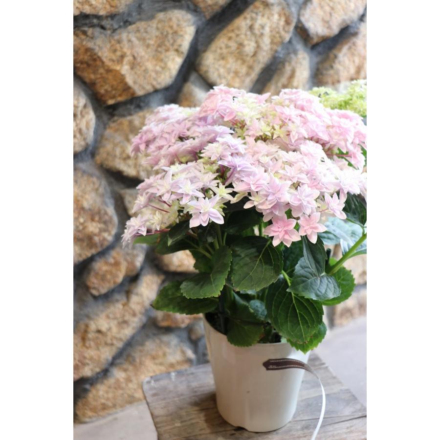 アジサイ ダブルダッチ エダム ピンク 5号鉢 ハイドランジア 紫陽花 鉢
