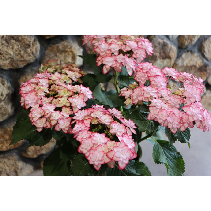 アジサイ ひな祭り ピンク 5号鉢 ハイドランジア 紫陽花 鉢花 鉢植え