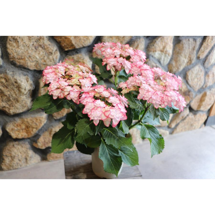 アジサイ ひな祭り ピンク 5号鉢 ハイドランジア 紫陽花 鉢花 鉢植え