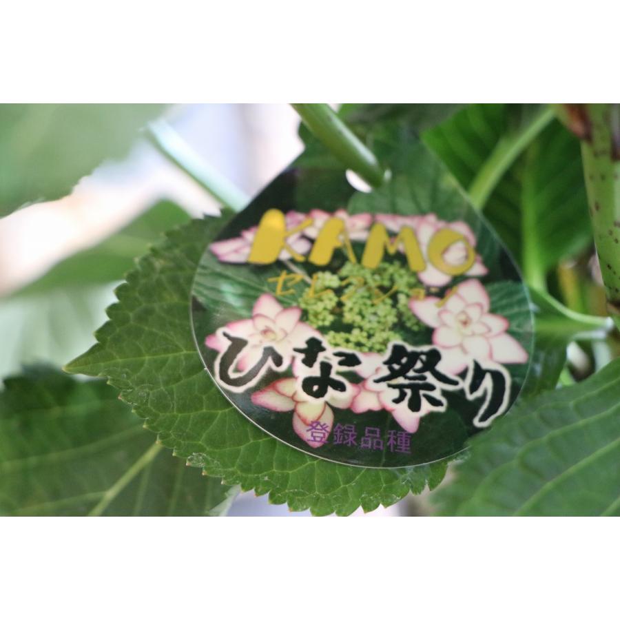 アジサイ ひな祭り ピンク 5号鉢 ハイドランジア 紫陽花 鉢花 鉢植え