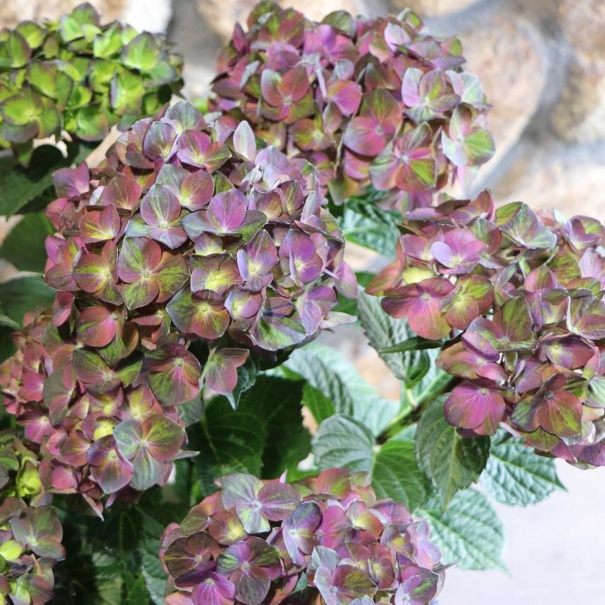 花苗】4鉢限定 紫陽花 マジカルチョコレート ② 特大花 正規品 タグ