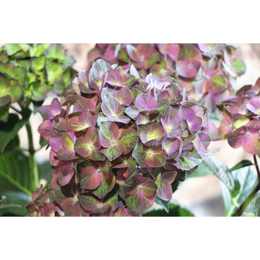 アジサイ マジカルチョコレート 5号鉢 ハイドランジア 紫陽花 鉢花
