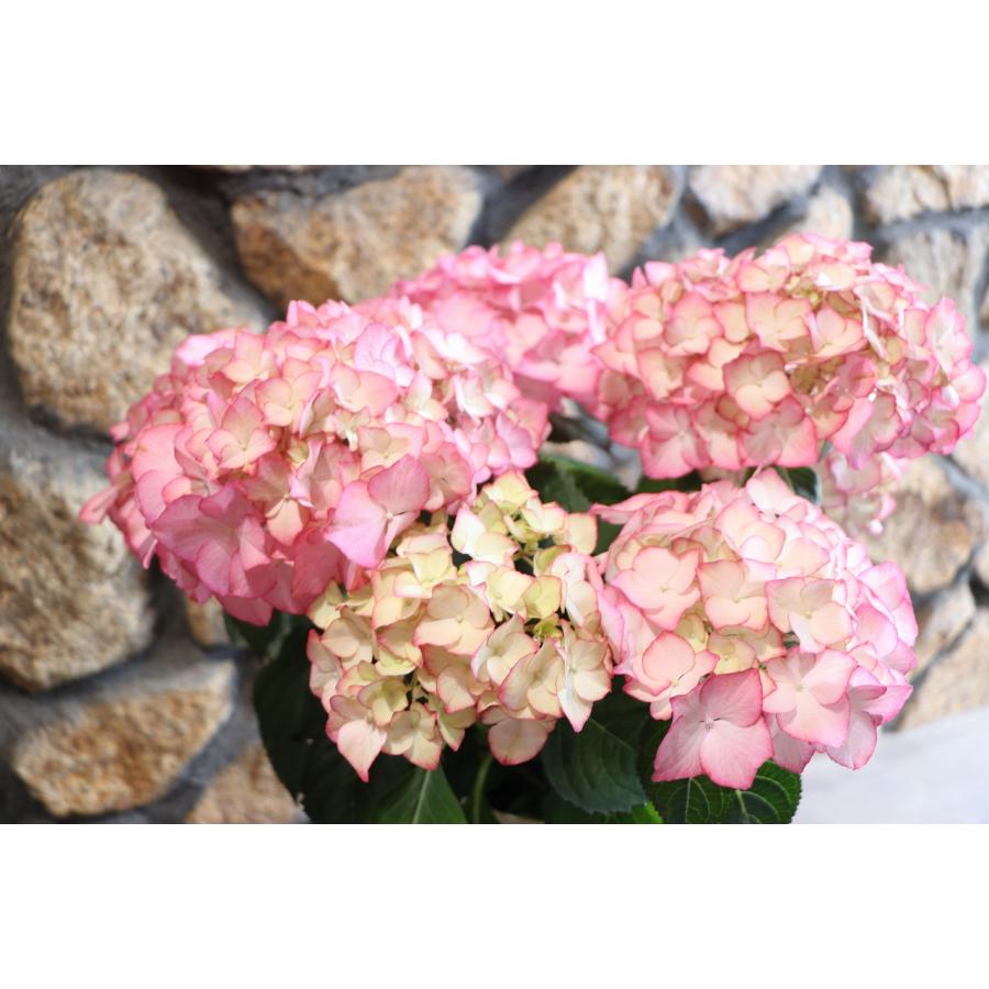 アジサイ アデュラ ピンク 5号鉢 ハイドランジア 紫陽花 鉢花 鉢植え