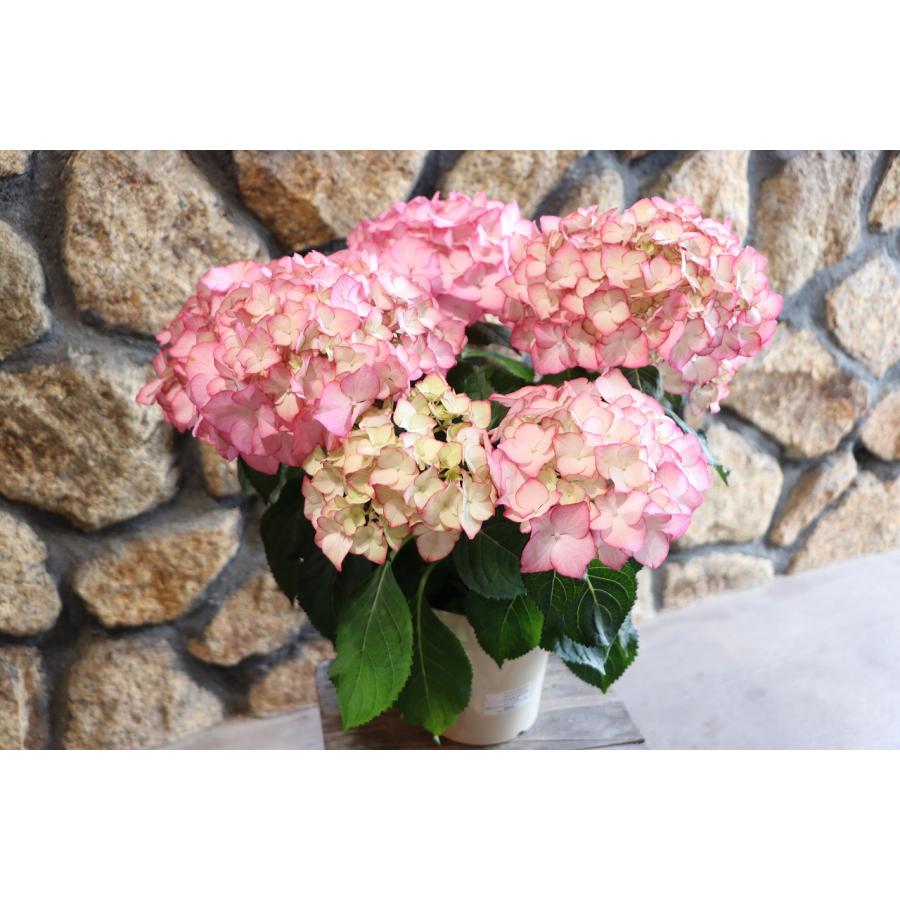 アジサイ アデュラ ピンク 5号鉢 ハイドランジア 紫陽花 鉢花 鉢植え