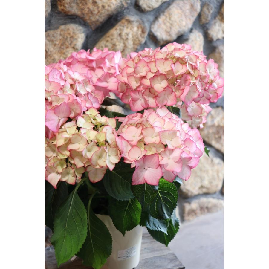 アジサイ アデュラ ピンク 5号鉢 ハイドランジア 紫陽花 鉢花 鉢植え