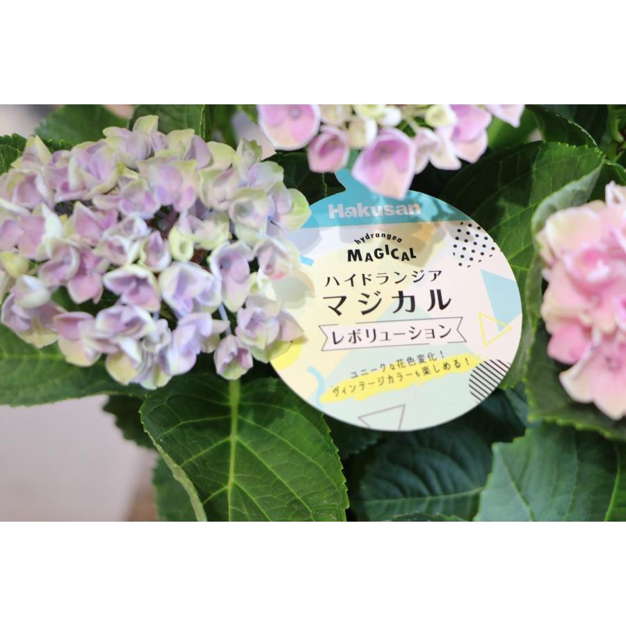 ☆ハイドランジア☆アジサイ☆マジカルレボリューション☆6号鉢☆選択可 現品☆ハイドランジア☆秋色アジサイ「マジカルレボリューション