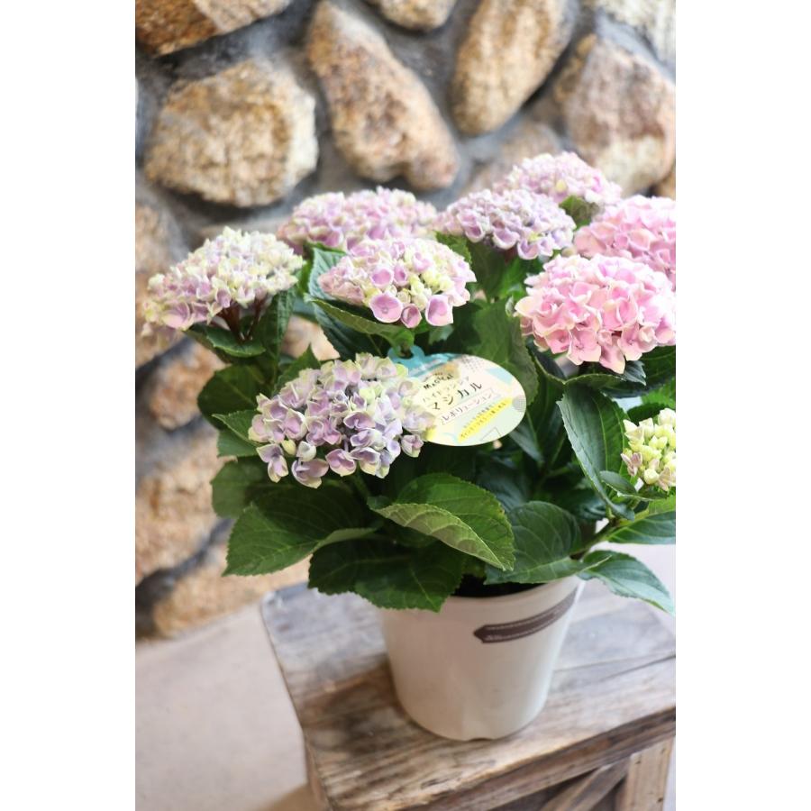 アジサイ マジカルレボリューション ピンクグラデーション 5号鉢