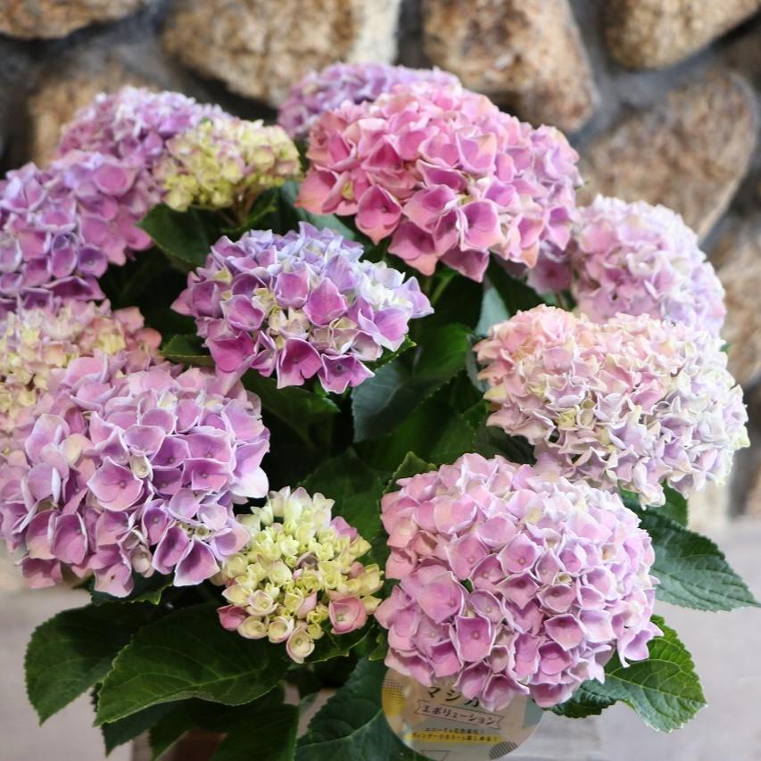 ダージリン! トロールビーズ紫陽花イメージ４個セットハイドランジア ダージリン! トロールビーズ紫陽花イメージ4個セット