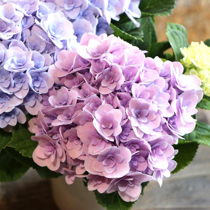 ダージリン! トロールビーズ紫陽花イメージ４個セットハイドランジア ハイドランジア | STORES