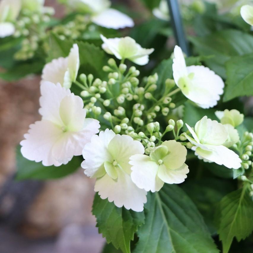 ラグランジア　ブライダルシャワー　8号　丸鉢　花　苗　紫陽花　ハイドランジア 園芸ネット本店｜ラグランジア（アジサイ）：ブライダルシャワー大株