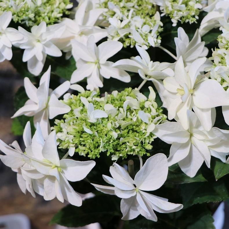 アジサイ 月うさぎ 5号鉢 ハイドランジア 島根県 紫陽花 鉢花 植木