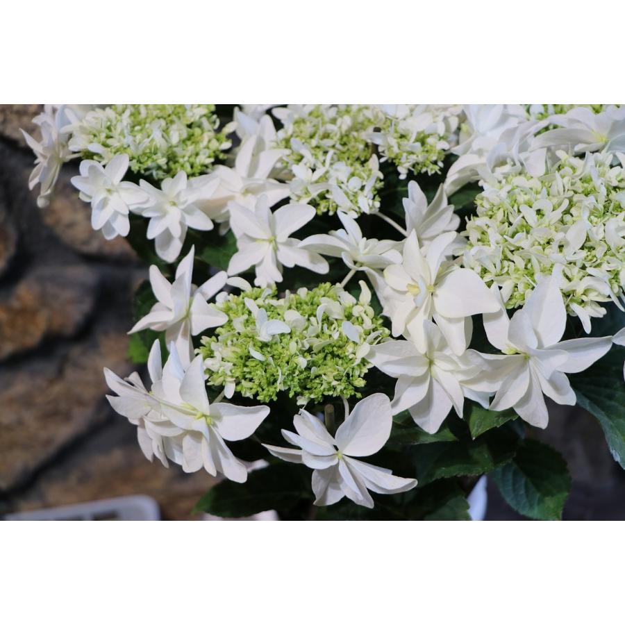 アジサイ 月うさぎ 5号鉢 ハイドランジア 島根県 紫陽花 鉢花 植木