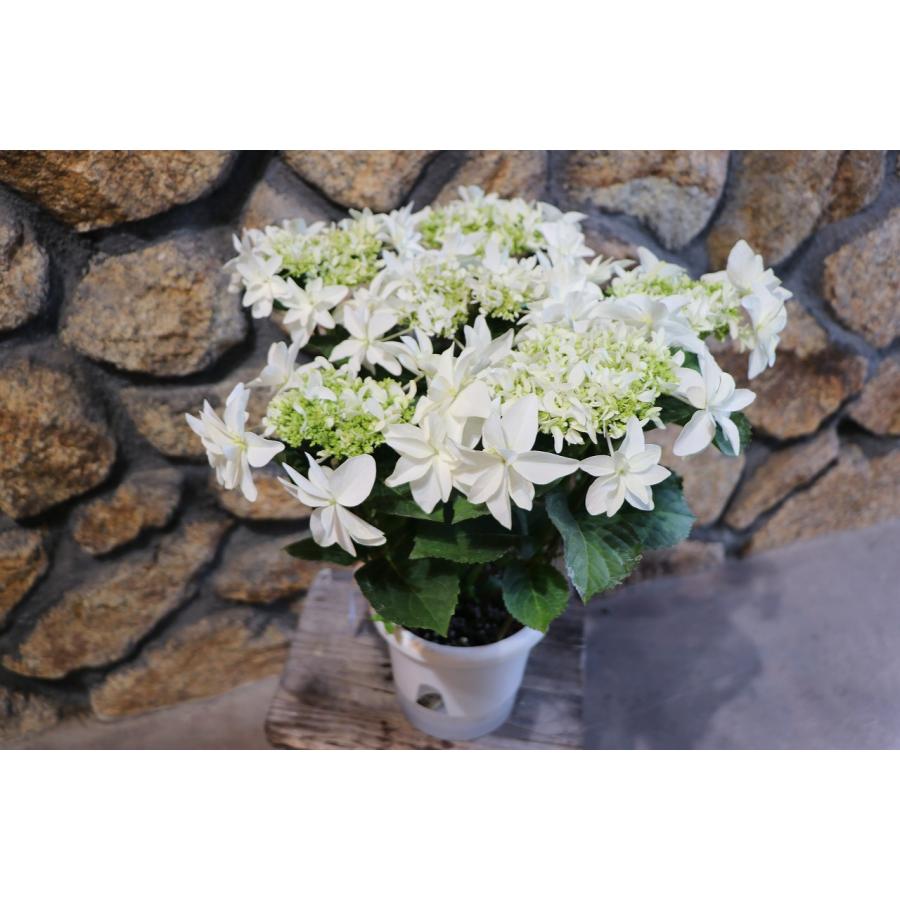 アジサイ 月うさぎ 5号鉢 ハイドランジア 島根県 紫陽花 鉢花 植木