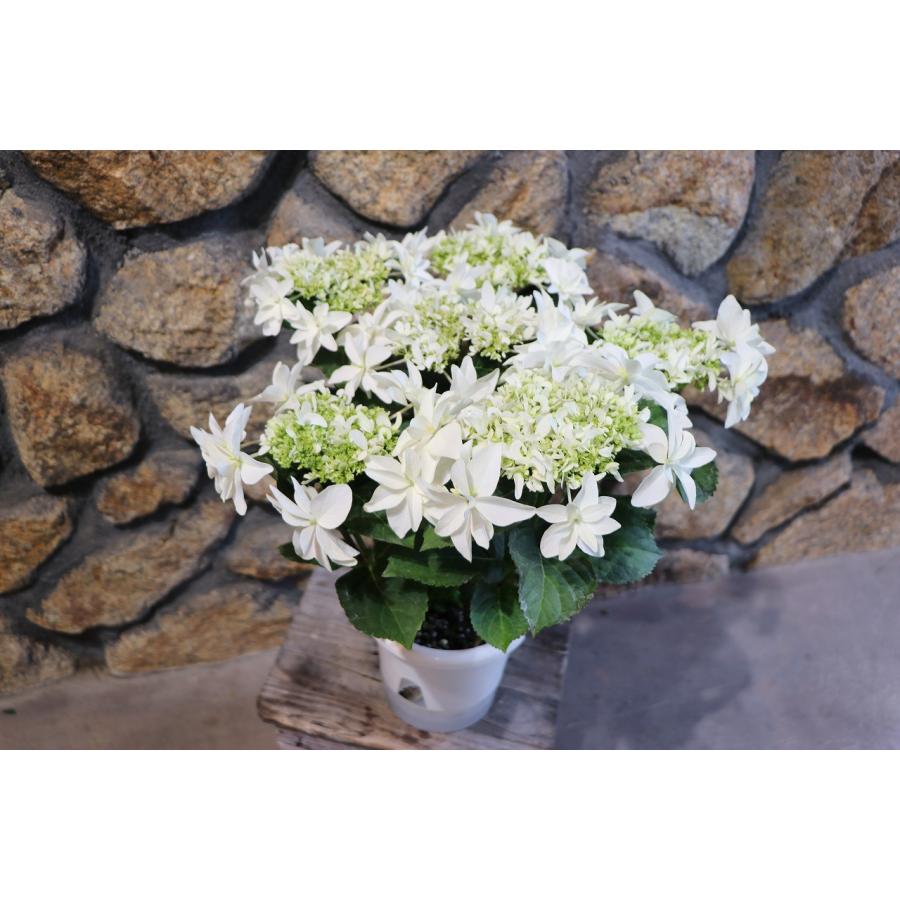 アジサイ 月うさぎ 5号鉢 ハイドランジア 島根県 紫陽花 鉢花 植木