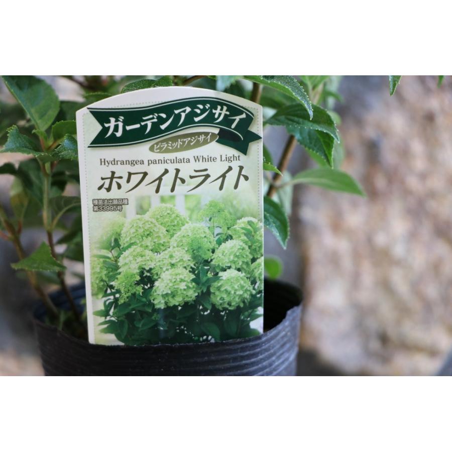 ノリウツギ ピラミッドアジサイ ホワイトライト 3.5号ロングポット苗