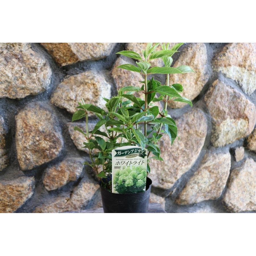 ノリウツギ ピラミッドアジサイ ホワイトライト 3.5号ロングポット苗