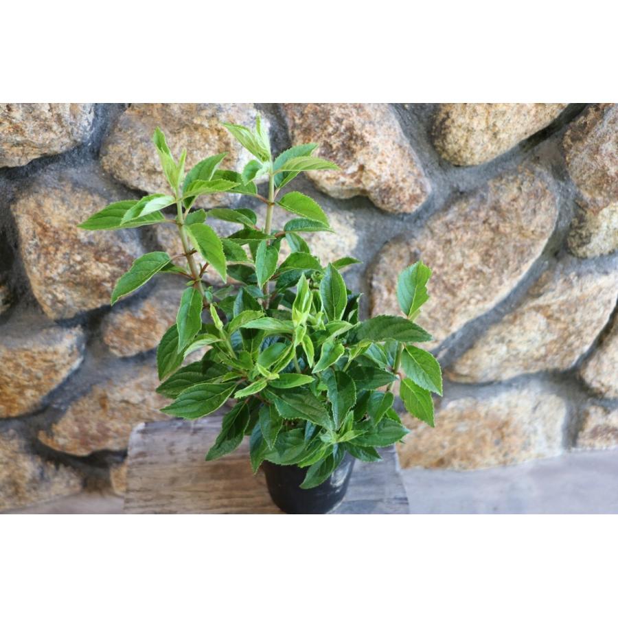 ノリウツギ ピラミッドアジサイ ホワイトライト 3.5号ロングポット苗