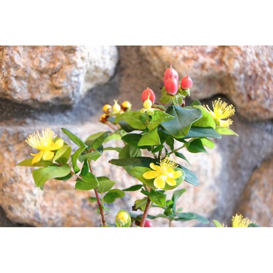 ヒペリカム ジュエリー ルビー 3〜3.5号ポット苗 寄せ植え 花壇 鉢植え お洒落 おしゃれ 可愛い かわいい 常緑樹 実 夏の花 秋の花 花 苗 初心者 |  | 02