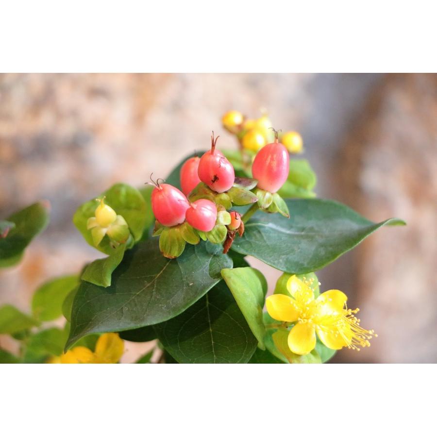 ヒペリカム ジュエリー ルビー 3〜3.5号ポット苗 寄せ植え 花壇 鉢植え お洒落 おしゃれ 可愛い かわいい 常緑樹 実 夏の花 秋の花 花 苗 初心者 |  | 04